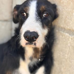 Mischling Lola, 02/2024, ca. 45 cm