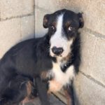 Mischling Lola, 02/2024, ca. 45 cm