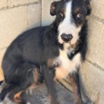 Mischling Lola, 02/2024, ca. 45 cm