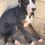 Mischling Lola, 02/2024, ca. 45 cm