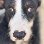 Mischling Lola, 02/2024, ca. 45 cm