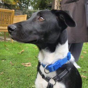 Border Collie Mischling Lolo, 05/2025, Endgröße ca. 50 cm, 50968 Köln