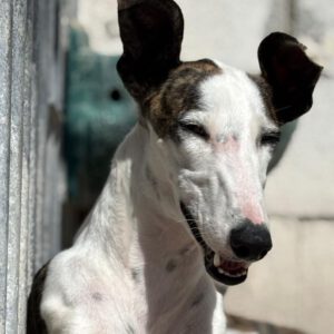 Galgo Luar, 02/2024, ca. 70 cm