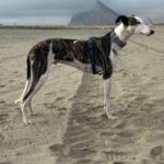 Galgo Luar, 02/2024, ca. 70 cm