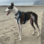 Galgo Luar, 02/2024, ca. 70 cm