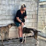 Galgo Luar, 02/2024, ca. 70 cm