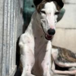 Galgo Luar, 02/2024, ca. 70 cm