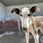 Galgo Luar, 02/2024, ca. 70 cm