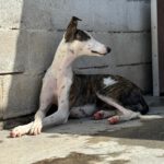 Galgo Luar, 02/2024, ca. 70 cm