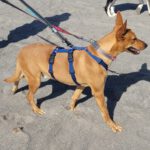 Podenco Lucas, 08/2022, ca. 50 cm