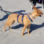 Podenco Lucas, 08/2022, ca. 50 cm