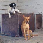 Podenco Lucas, 08/2022, ca. 50 cm