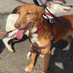 Podenco Lucera, 04/2019, 45 cm