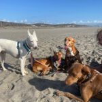 Podenco Lucera, 04/2019, 45 cm