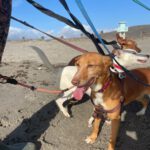 Podenco Lucera, 04/2019, 45 cm