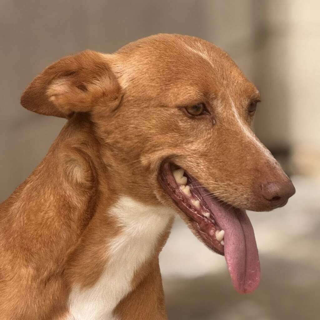 Podenco Lucera, 04/2019, 45 cm