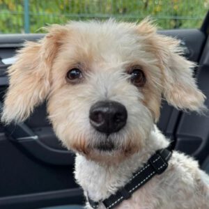 Pudel Mischling Lucia, 09/2016, ca. 35 cm, 40764 Langenfeld