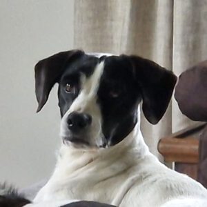 Bodeguero Mischling Lucy, 07/2017, ca. 40 cm , 25712 Burg