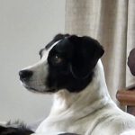 Bodeguero Mischling Lucy, 07/2017, ca. 40 cm , 25712 Burg