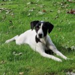 Bodeguero Mischling Lucy, 07/2017, ca. 40 cm , 25712 Burg