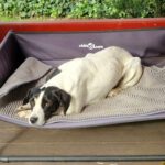 Bodeguero Mischling Lucy, 07/2017, ca. 40 cm , 25712 Burg