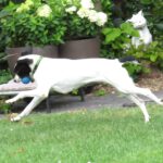 Bodeguero Mischling Lucy, 07/2017, ca. 40 cm , 25712 Burg