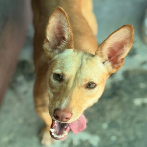 Podenco Luigi, 11/2024, Ca. 40cm