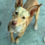 Podenco Luigi, 11/2024, Ca. 40cm