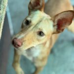 Podenco Luigi, 11/2024, Ca. 40cm
