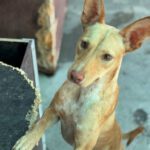 Podenco Luigi, 11/2024, Ca. 40cm