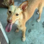 Podenco Luigi, 11/2024, Ca. 40cm