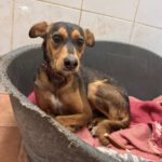 Mischling Magnus, 01/2023, ca. 40 cm