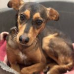 Mischling Magnus, 01/2023, ca. 40 cm