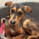 Mischling Magnus, 01/2023, ca. 40 cm