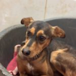 Mischling Magnus, 01/2023, ca. 40 cm