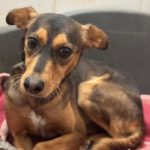 Mischling Magnus, 01/2023, ca. 40 cm