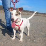 Bodeguero Mischling Maluma, 01/2023, ca. 35 cm, 67269 Grünstadt