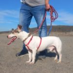 Bodeguero Mischling Maluma, 01/2023, ca. 35 cm