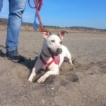 Bodeguero Mischling Maluma, 01/2023, ca. 35 cm