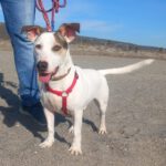 Bodeguero Mischling Maluma, 01/2023, ca. 35 cm