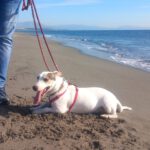 Bodeguero Mischling Maluma, 01/2023, ca. 35 cm