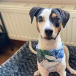 Bodeguero Mischling Manchas, 05/2023, ca. 40 cm