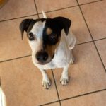 Bodeguero Mischling Manchas, 05/2023, ca. 40 cm