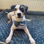 Bodeguero Mischling Manchas, 05/2023, ca. 40 cm