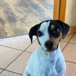 Bodeguero Mischling, Manchas, 05/2023, ca. 40 cm