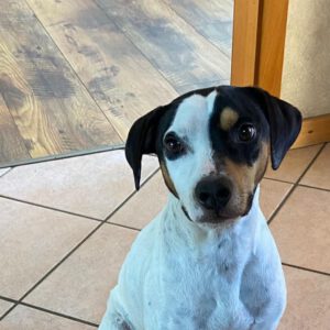 Bodeguero Mischling, Manchas, 05/2023, ca. 40 cm