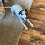 Bodeguero Mischling Manchas, 05/2023, ca. 40 cm