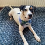 Bodeguero Mischling Manchas, 05/2023, ca. 40 cm