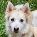 Pomsky Mandy, 09/2024, ca. 45 cm, 73614 Schorndorf