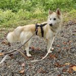 Pomsky Mandy, 09/2024, ca. 45 cm, 73614 Schorndorf